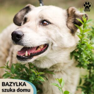 Bazylka