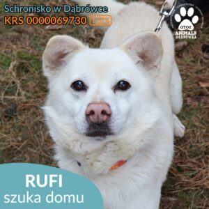 Rufi