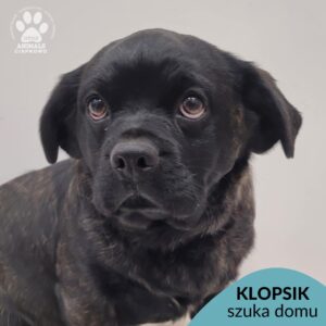 KLOPSIK