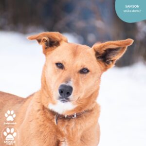 Samson