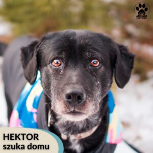Hektor