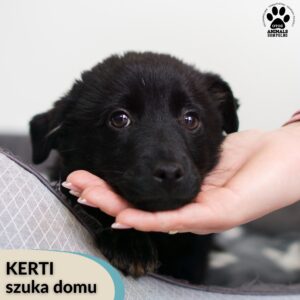 Kerti