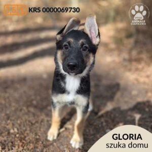 GLORIA
