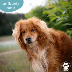 Lumik