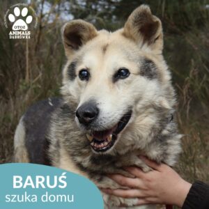 Baruś