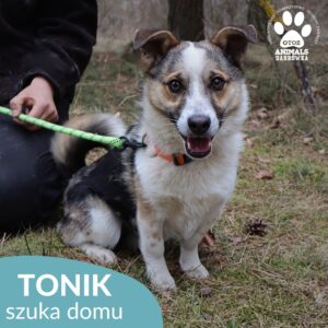 Tonik
