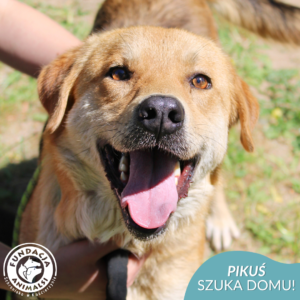 PIKUŚ