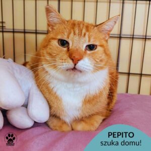 Pepito
