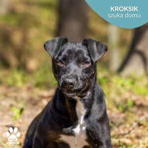 Kroksik