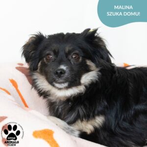 Malina