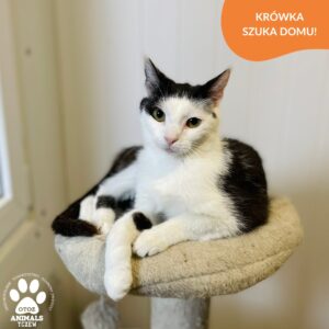 Krówka