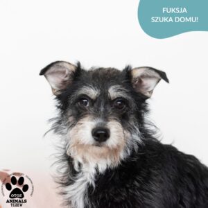 Fuksja