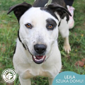 LEJLA