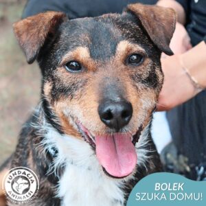 BOLEK