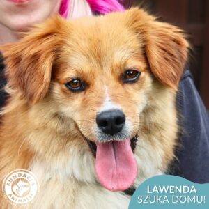 LAWENDA