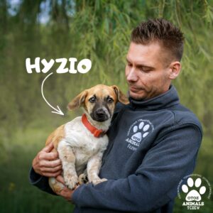 Hyzio, Dyzio i Zyzio