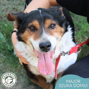 MAJOR
