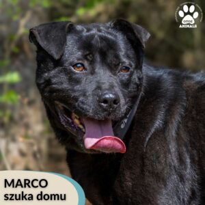 Marco