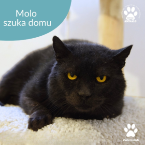 Molo