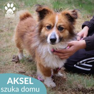 Aksel