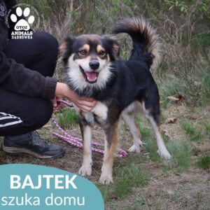 Bajtek
