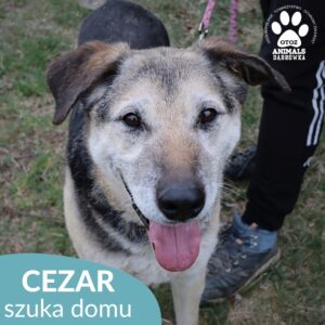 Cezar