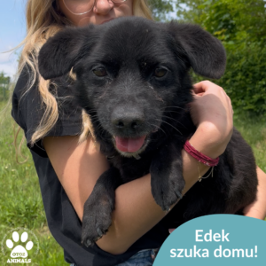 Edek