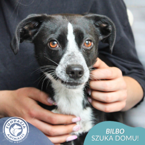 BILBO