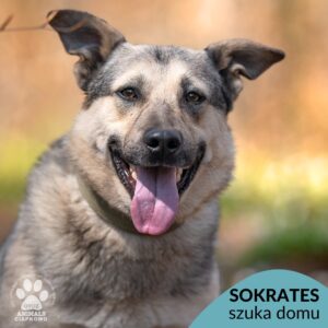Sokrates