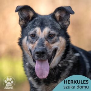 Herkules