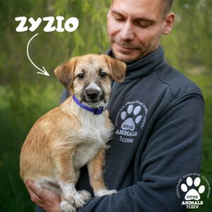 Zyzio