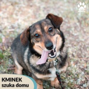 Kminek