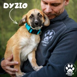 Dyzio