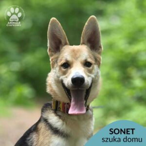 Sonet
