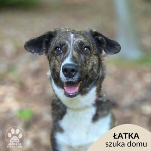 Łatka