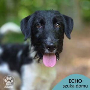 Echo