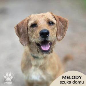 Melody