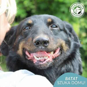 BATAT