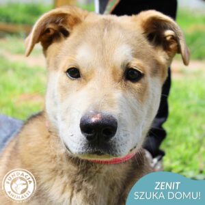 ZENIT