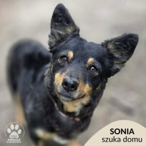 Sonia
