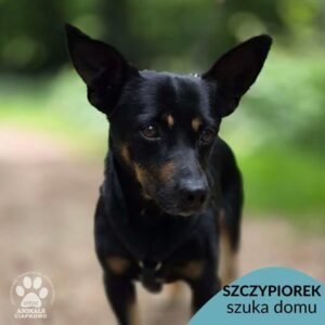 Szczypiorek