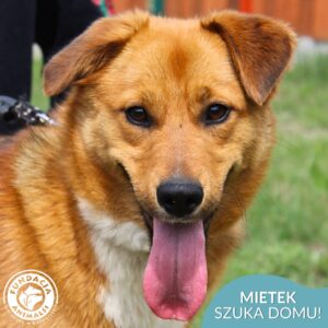 MIETEK