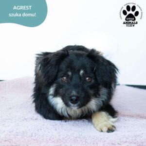 Agrest