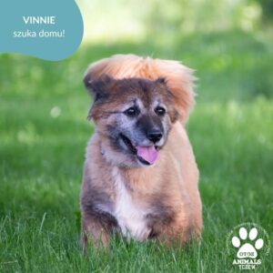 Vinnie