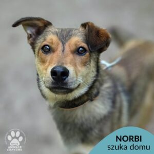Norbi