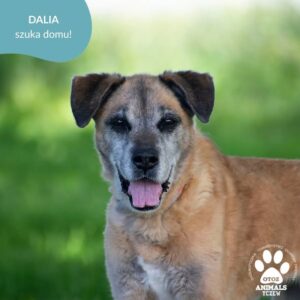 Dalia