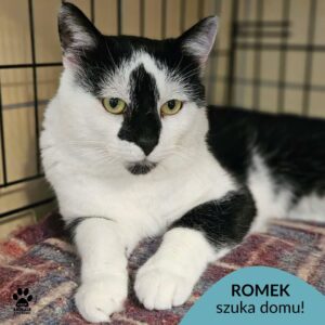 Romek