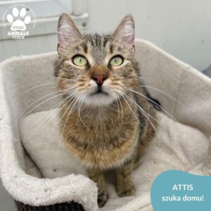 Attis