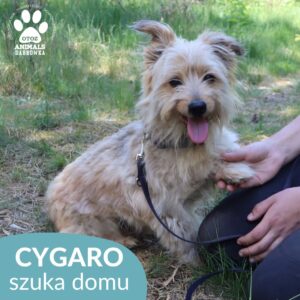 Cygaro