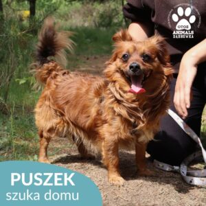 Puszek